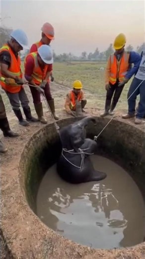 "Baby Elephant Lifted Out of Deep Well in Tough Rescue"