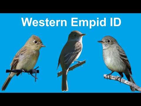 Empidonax Flycatcher ID | Complete Guide (West) – End the Confusion!
