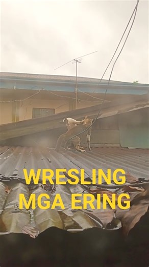 wresling mga ering