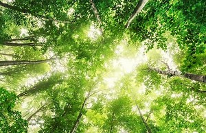 Un escape game de 20 heures en pleine forêt