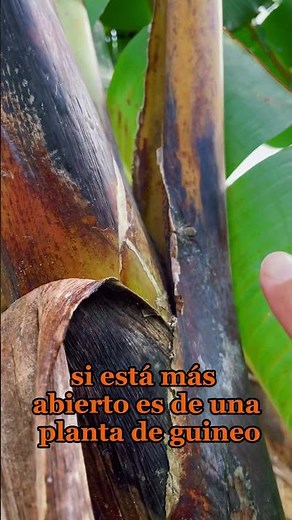 ¿Es Guineo o Plátano? Cómo identificar el plátano y el guineo.