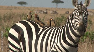 Tick birds resting on the back of a zebra