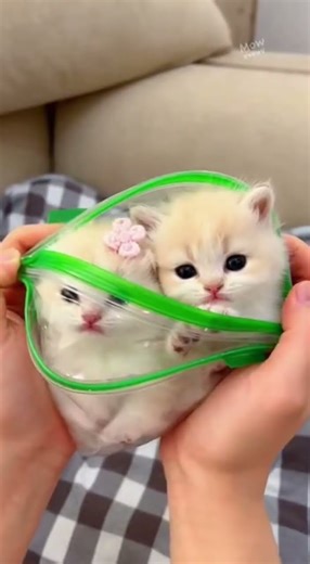Pretty Kittens , Meow Meow