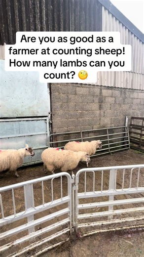 Counting Sheep: Test Your Skills in Counting Lambs