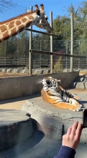 The Giraffe Playing Dumb