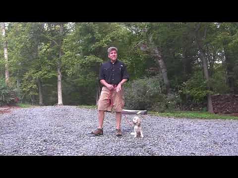 Charlie | Cavachon Puppy Training | Winston Salem NC