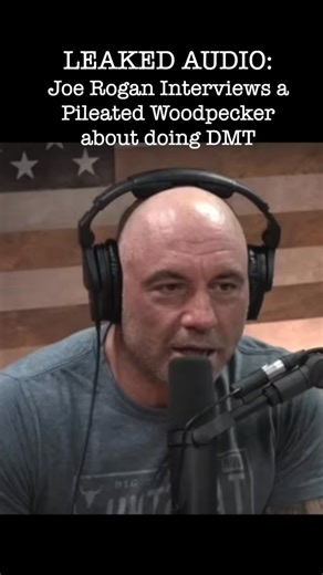 6.1K views · 60 reactions | Leaked on the Extremely Accurate Bird Songs podcast… our birding/music quest to write a song for every bird species soldiers onward: https://lnk.to/extremelyaccuratebirdsongs | Tommy Siegel | Facebook