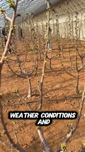 253K views · 1.3K reactions | Dwarf cherry tree | SRK | Facebook