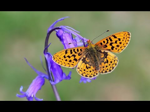 Chiêm ngưỡng 100 hình ảnh con bươm bướm đẹp nhất hành tinh