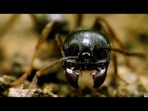 ANTS, THEIR CHARACTERISTICS (ANALYSIS.) documentary bio.