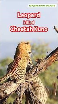 Cheetah killed by Leopard in Kuno National Park | Cheetah vs Leopard fight | Project cheetah | Wild