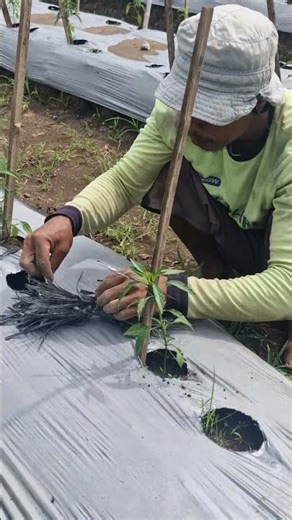 Harvesting long beans and tying up the plants with simple tools-Agriculture farming #shorts