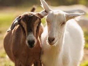 How to Properly Raise Goats A Complete Beginner’s Guide