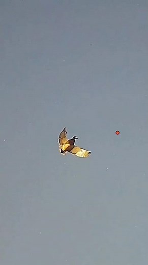 Please watch all three shots before picking one you like ! #duckhunting #waterfowl #hunting