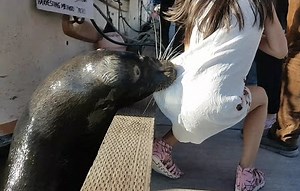 投喂海狮，小女孩被拖入水中