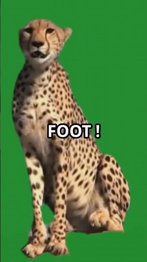 "10 Secrets sur le Guépard : Le Maître de la Vitesse en Péril"#short #Guépard #animals #viralvideo