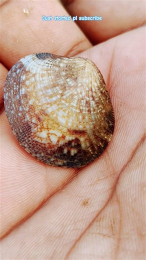 sea shells with beutiful disign on it,#seacreatures #beach #sea