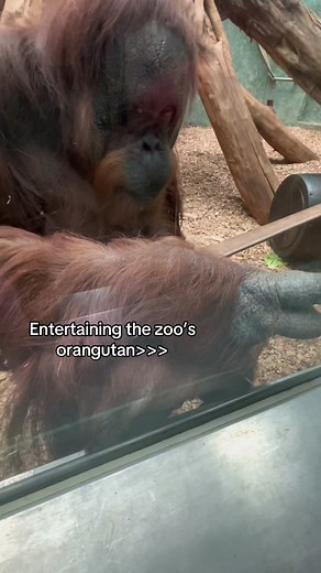 Amber the orangutan loves being entertained #orangutan #funnyanimal #fyp