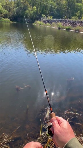 Twitch Your Gulp Minnow! #fishing #bassfishing #beginner #howto #tips #tricks #advice #help #panfish