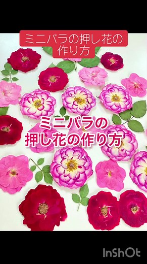 『ミニバラ🌹の押し花の作り方』 ミニバラって豪華で華やかで とっても綺麗ですよね！！ 押し花の作品でも一際目を惹きます👀🌹 そんなミニバラですが 押すのはとっても簡単😁 そして何よりも 色持ちが他のお花に比べていいのが 嬉しいです！！ ※１つポイントがあります! 押し花に向く開くと平べったくなる ミニバラを選んでみてください！！ ちょうど今薔薇🌹の季節なので 皆様もお気軽に挑戦してみてくださいね❗️ 質問などコメントやDMで お気軽にどうぞ❣️ #ガーデニング #ハンドメイド作家 #押し花スマホケース #押し花 #押し花アクセサリー #はなすたぐらむ #花 #花が好き #花が好きな人と繋がりたい #植物のある暮らし #植物好きな人と繋がりたい #カラフルな花 #お花 #花のある暮らし #ジュリコフラワー #ミニチュローズ #gardening #ミニバラ #フラワーギフト #バラが好き #ミニバラ #薔薇 #バラのある暮らし #rose #pressedflowers #押し花作り #レジン #ハンドメイド #ハンドメイド好きさんと繋がりたい