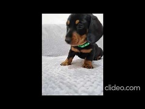Mini Dachshund puppies for adoption.