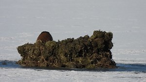 Muskrats can hold their breath and remain under water for up to 20 minutes, time enough to search for food or get from one unfrozen patch of water to another. Once the ice freezes completely, muskrats will build ‘push-ups’ or ‘breathers’ as resting places and breathing holes. Vegetation collected from underwater is piled on top of cracks or holes in the ice. This vegetation pile is a good insulator that prevents the hole from freezing shut. Marty the muskrat's efforts also provides fresh aquatic