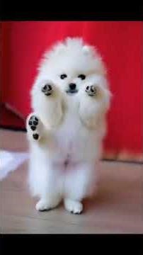 💃 “When Your Dog Starts Dancing Like a Human 🐕🤣”