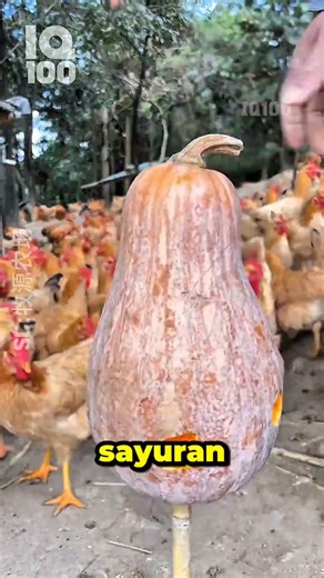 Pakan Gantung! Ide Jenius Peternak China