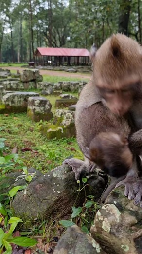 11K views · 348 reactions | Smart baby monkey Elayna so beautiful | Monkey Care | Facebook