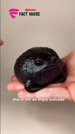 This Is Not an Angry Avocado #frog #animalfacts