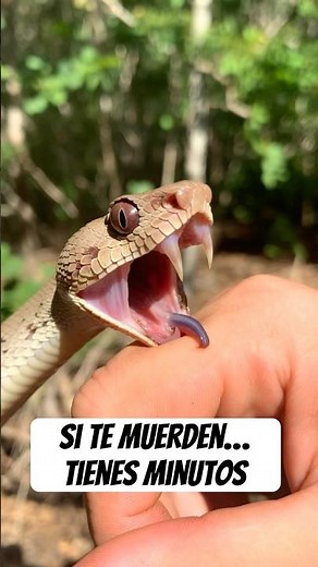 Las serpientes más venenosas del mundo…