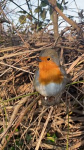 3K reactions · 161 shares | Simply beautiful 朗 #myfriendrobin...