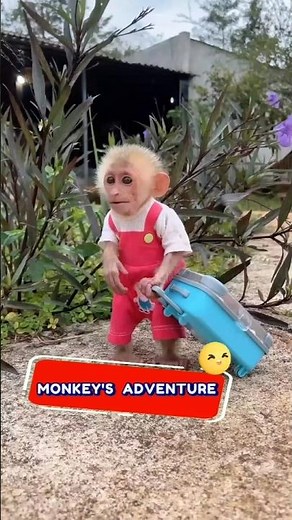 🧳🤣 Monkey Packs Up and Leaves! You’ll Be Shocked! #FunnyAnimalMoments
