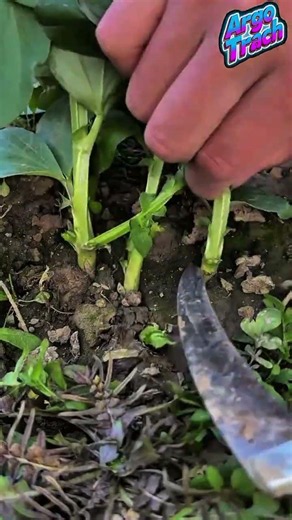 How to Harvest Faba Beans Efficiently Using a Curved Harvesting Knife