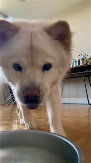 The Cutest Morning Routine You’ll Ever See 🐾☀️