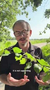 Oak trees support an entire food web... Invasives, not so much #trees