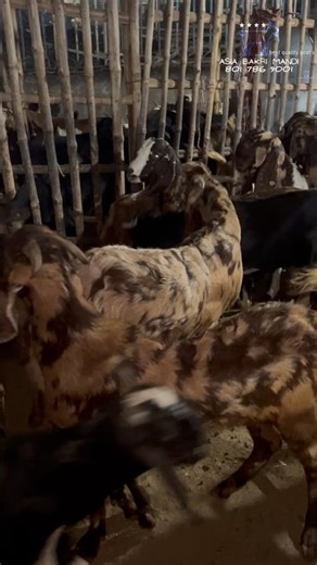 Goat Sale @AsiaBakriMandi #trending #shorts