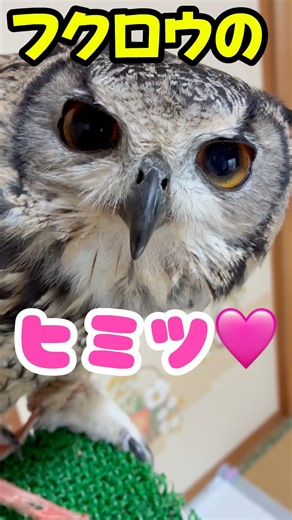 【驚きの理由】何故フクロウの首は回るの？🦉#フクロウ #owl #ふくろう #birds #bird