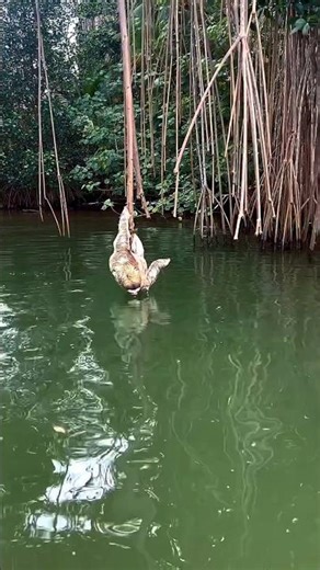 Three-Fingered Sloth Hanging Over a River in Costa Rica!🦥#shorts #wildlife #cuteanimals #sloth