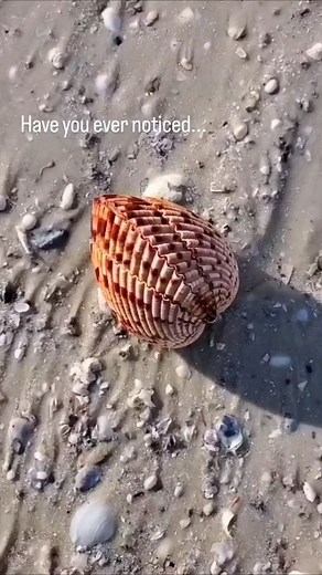 42K views · 164 reactions | Could you look at seashells all day? ⬇️...