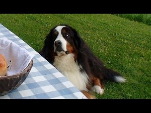 スイス観光 Switzerland Tourism