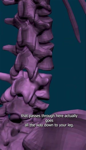 Sculpting the Lumbar Spine - L4 #anatomy