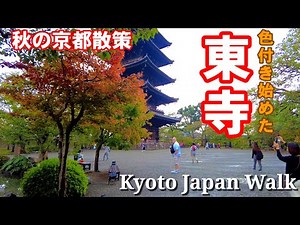 Kyoto Japan Walk/The five-storied pagoda of Toji Temple begins to turn autumn leaves/October 27 2023