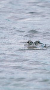 29K views · 303 reactions | Our decoy George has seen some stuff over the years! FOXPRO Inc. call has always had them coming in on a string and he does the rest! #foxpro #gator #gatorhunting #hunting #predatorhunting #alligator #floridagator #jaws #water | Predator Pursuit w/ Jeff Thomason | Facebook