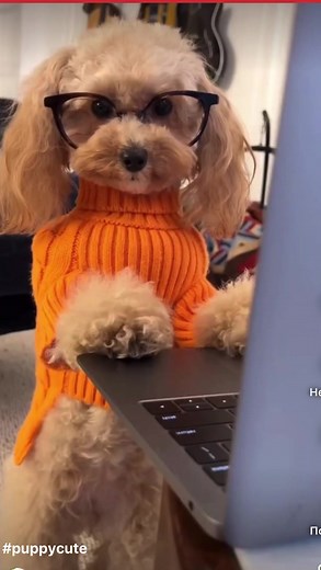 Adorable Dog Typing on Laptop in Cozy Setting