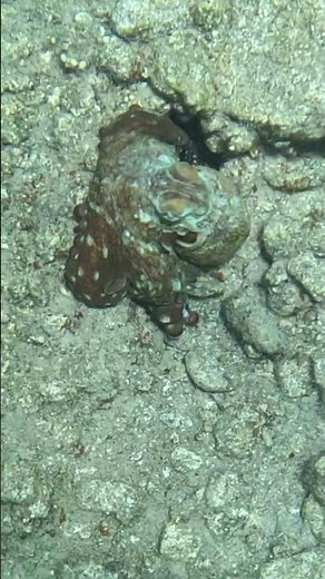 Watch Closely - Color-Changing Octopus Caught in Real Time 🐙🌊✨