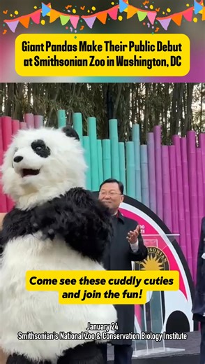 924K views · 1.3K reactions | ✨ Giant pandas make their public debut at Smithsonian zoo! Get ready to meet the newest stars at the Smithsonian’s National #Zoo & Conservation Biology Institute in #Washington, #DC! Bao Li and Qing Bao, the adorable giant pandas, make their public debut on January 24. 拾 #GiantPanda #US | CGTN Frontline | Facebook
