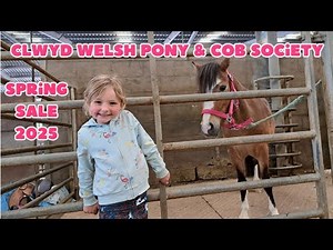 Clwyd Welsh Pony and Cob Society Spring Sale 2025 | Pony Fun