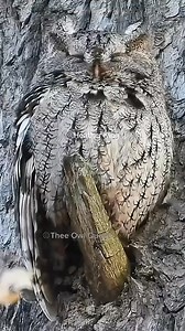 Screech Owl camouflage! #camouflage #screechowl #owlcamo #natureisbeautiful #naturephotography #wildlifephotography #owlphotography #canonphotography #theeowlqueen | Thee Owl Queen