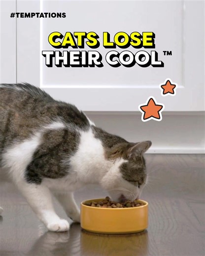 Try Temptations dry cat food and watch your cat lose their cool. | Temptations Cat Treats